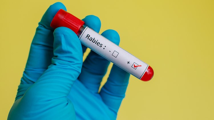 rabies vaccination record lookup